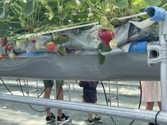 ₫Strawberry Farm No.15 ithe Farm UNIVERSAL jւ̓eʐ^1