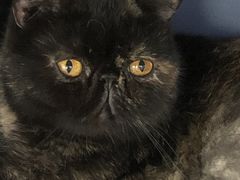 O񂳂̔LJtF@L̉łւ̓eʐ^1