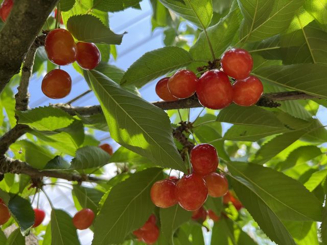 �����܂�_���_���@�ό��������ڂ����Ƃ艀