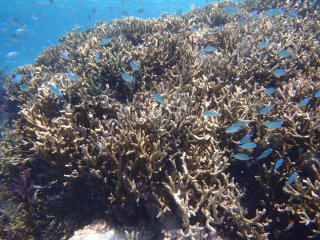 �J���t���ȋ�����R����܂����I�j��������܂����I�I_BLUE ALOHA�{�Ó�