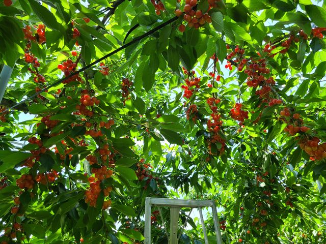 �Ԃ��T�N�����{�������ς��I_���Ԃ�K�[�f��