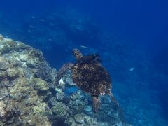 ẽRY~bNA[Xւ̓eʐ^1