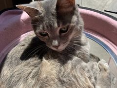 ���݂񂳂�̕ی�L�J�t�F�@�ʓ@�˂����݂Ȃ݉Ƃւ̓��e�ʐ^1