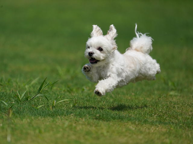 O̔sII_삠킶hbOEsBe