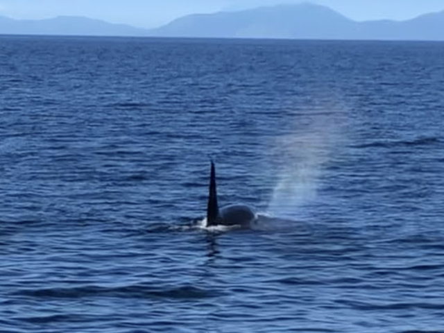 �I�X�̃V���`�͔w�тꂪ�傫���ăJ�b�R�����B�����ĉ����Ɍ�����͍̂��㓇�ł�_�i�L�j�ۂ͕󗈐��Y�S�W����ό��m���������E�X�N���[�Y