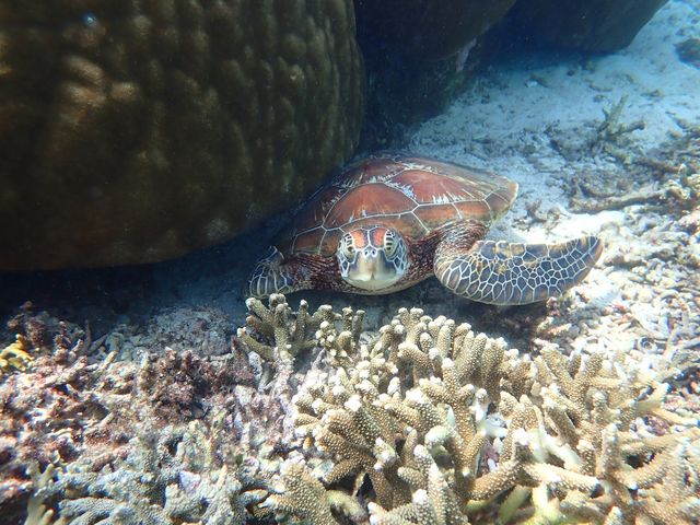 ���݂��߂����_Reeftour HONEY