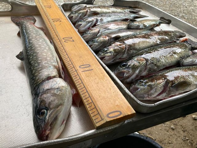 �C���i�ƃj�W�}�X�B_��ˍ��R�ޒr�@����