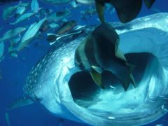 _CrOT[rXEՂ܂ǂ̎ʐ^2