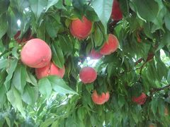 ~Y^Ř_O[vnEXւ̓eʐ^1