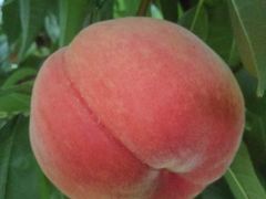 ~Y^Ř_O[vnEXւ̓eʐ^2