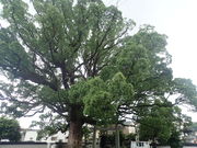 }Cann̐{_Ђ̑叾̓eʐ^1