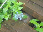 }Cann̋BRi啪dj̓eʐ^1