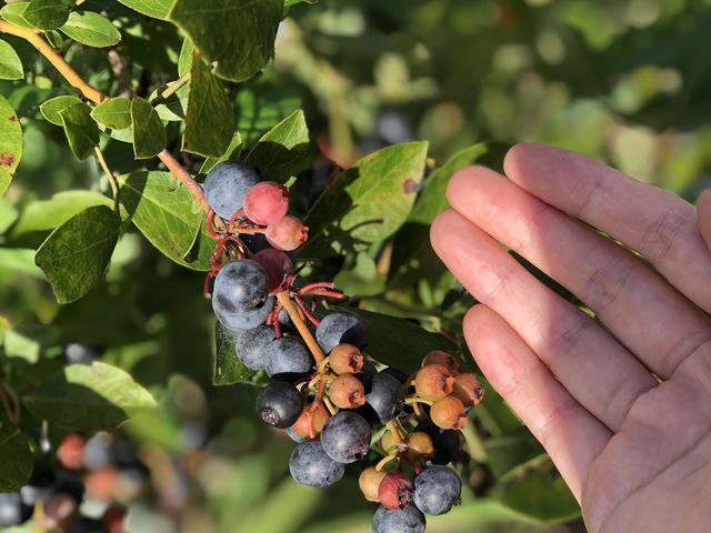 �������ƃu���[�x���[_���ꂢ��Ђ邸