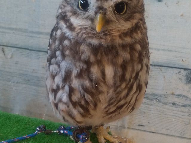 �����O�A���O���܂����I(��)_�ӂ��낤+�͒��ނƂӂꂠ����J�t�F �J���g���[�I�E���Ղ炷