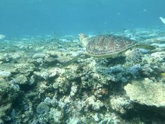 ݂̂񂳂̃ANAx[Xւ̓eʐ^1