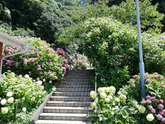 �����̂肳��̉��c�����ւ̓��e�ʐ^1