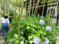 �����̂肳��̒��J���̃A�W�T�C�ւ̓��e�ʐ^1