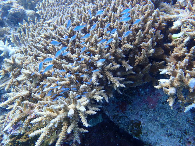 䕗łYȊCłi`[rVj__CrOT[rXMANA