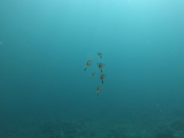 �A�I���C�J_�k�C���_�C�r���O�V���b�v Poseidon