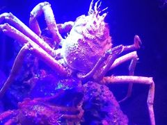 ɂɂ낳̏Í`[Cف`V[JXE~[WA`ւ̓eʐ^1