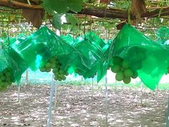 ~Y^R̊ό@Ôւ̓eʐ^2