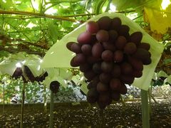 ~Y^R̊ό@Ôւ̓eʐ^3