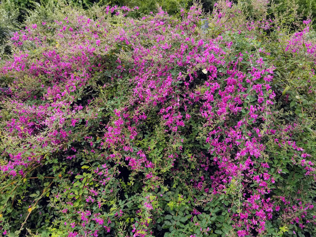 六通】萩の実紫の花 - 着物