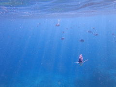 Nature Guide Double Rainbow lC`[KCh@_uC{[ւ̓eʐ^1