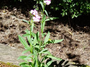 ͂Ƃ₳̕s̕q̓eʐ^1