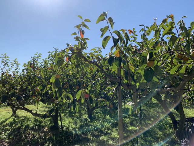 1_�ÐM�ʎ���