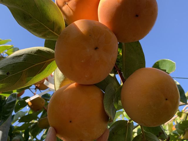 2_�ÐM�ʎ���