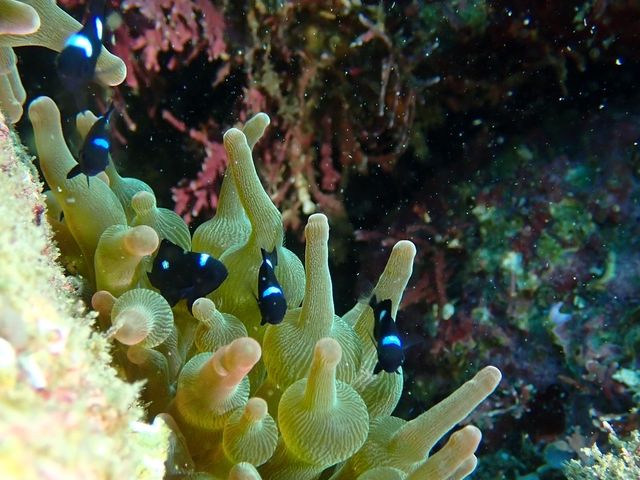 �C�\�M���`���N�ɉB��邨��_�Ó�DIVE.com