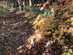 bobafett̔nǎR̐XVւ̓eʐ^2