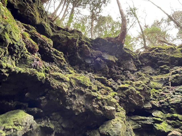 �݂�Ȃ̍s���傫�ȓ��A�ł��I_������� Mt.Fuji Nature Travel