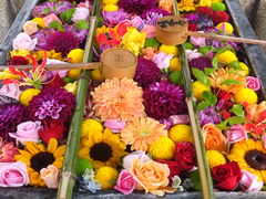 �j�R����񂳂�̖��J�ω��k�J���ւ̓��e�ʐ^1