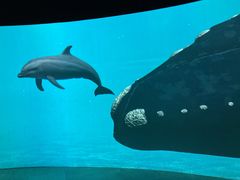 ܂܂̃JXC 萅قւ̓eʐ^1