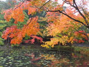 jR񂳂̑匴_Ђ̓eʐ^3