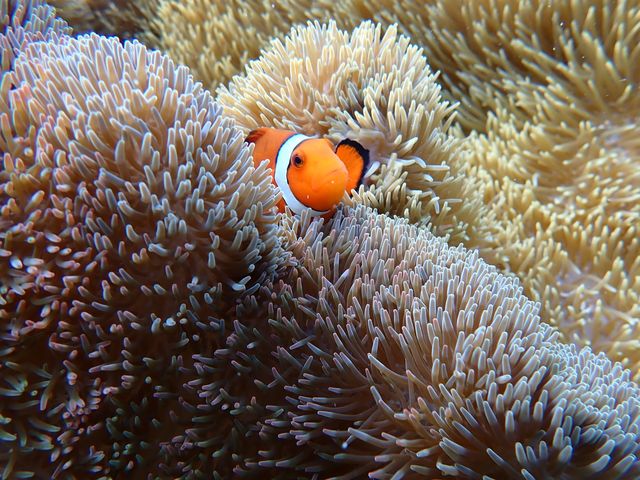 �j��������Ȋ����Ō����܂����B_Reeftour HONEY