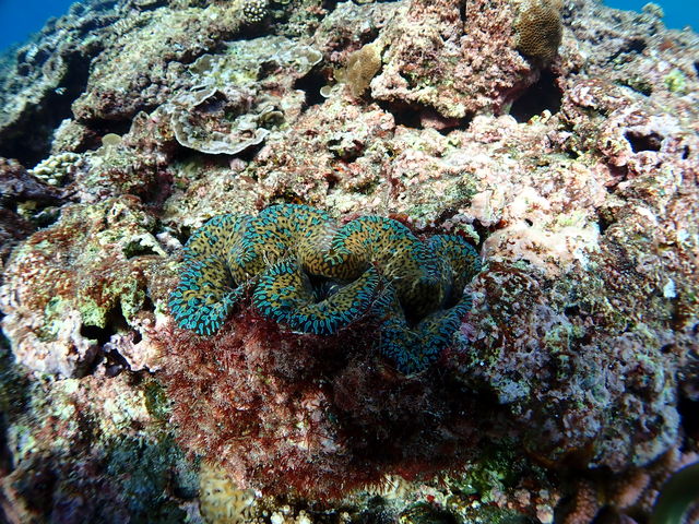 ���V���R�K�C�B�_��I�ȐF�ł����B_BalloonFish�{�Ó�