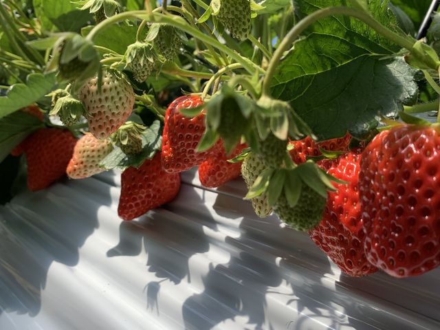 �^���ԂȂ���������Ȃ�ł����B_���c�������t�@�[��