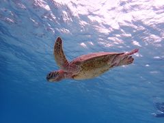 jRimtida{Óւ̓eʐ^1