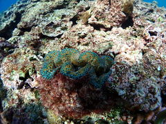 YamaBalloonFish{Óւ̓eʐ^1