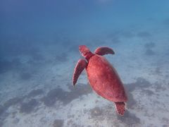 ebiimtida{Óւ̓eʐ^1