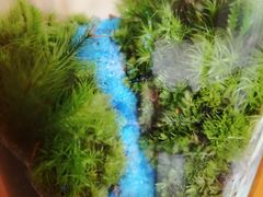 ̃t@~[K[fzt(ztAjւ̓eʐ^2