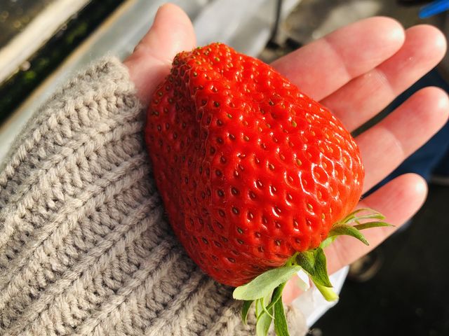 �Y��Ńc���c���̊Â��Ĕ��������������ł��B_���Ԃ������_��