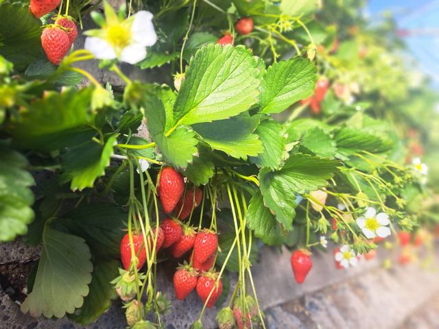 �^���ԂȃC�`�S����Ȃ�Ɂ��_�}���C�_��