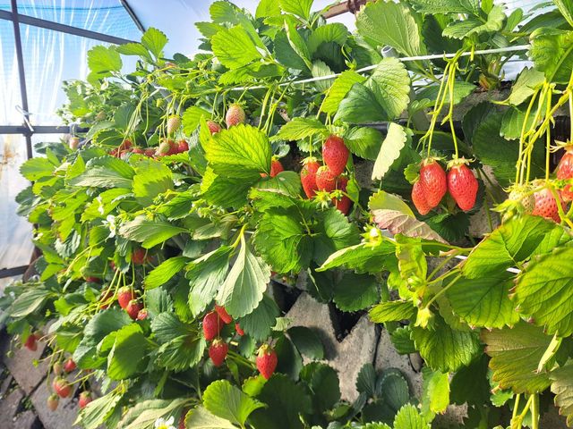 �H�׍��̃C�`�S�������o�}���Ă���܂�����_�}���C�_��