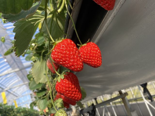 �^���ԂȃC�`�S����������_�������_��