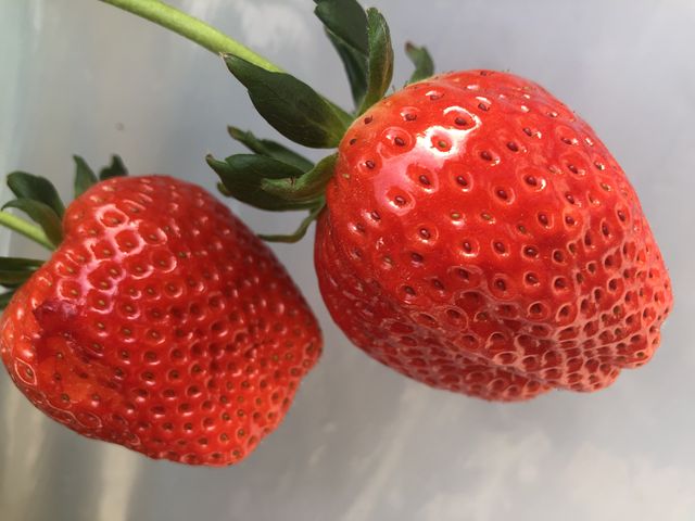 �X�J�C�x���[_������������ �n��