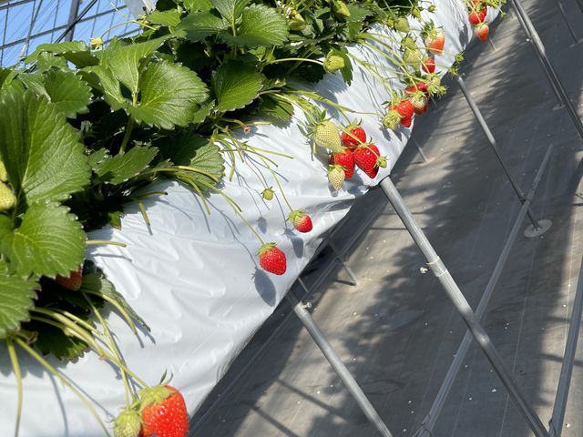 ����������������������������Ă��܂����B_䕉������݁iICHIGOYA TAKUMI�j